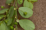 Muscarene Island leaf-flower